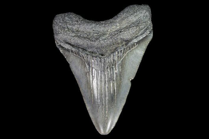 Juvenile Megalodon Tooth - Georgia #99145